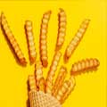 Spicy Spiral Fries